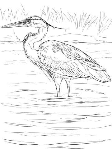 Great Blue Heron Stands In Wetland Coloring Page